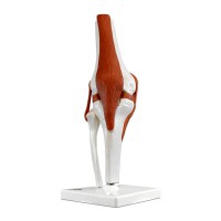 Knee joint (Functional model)